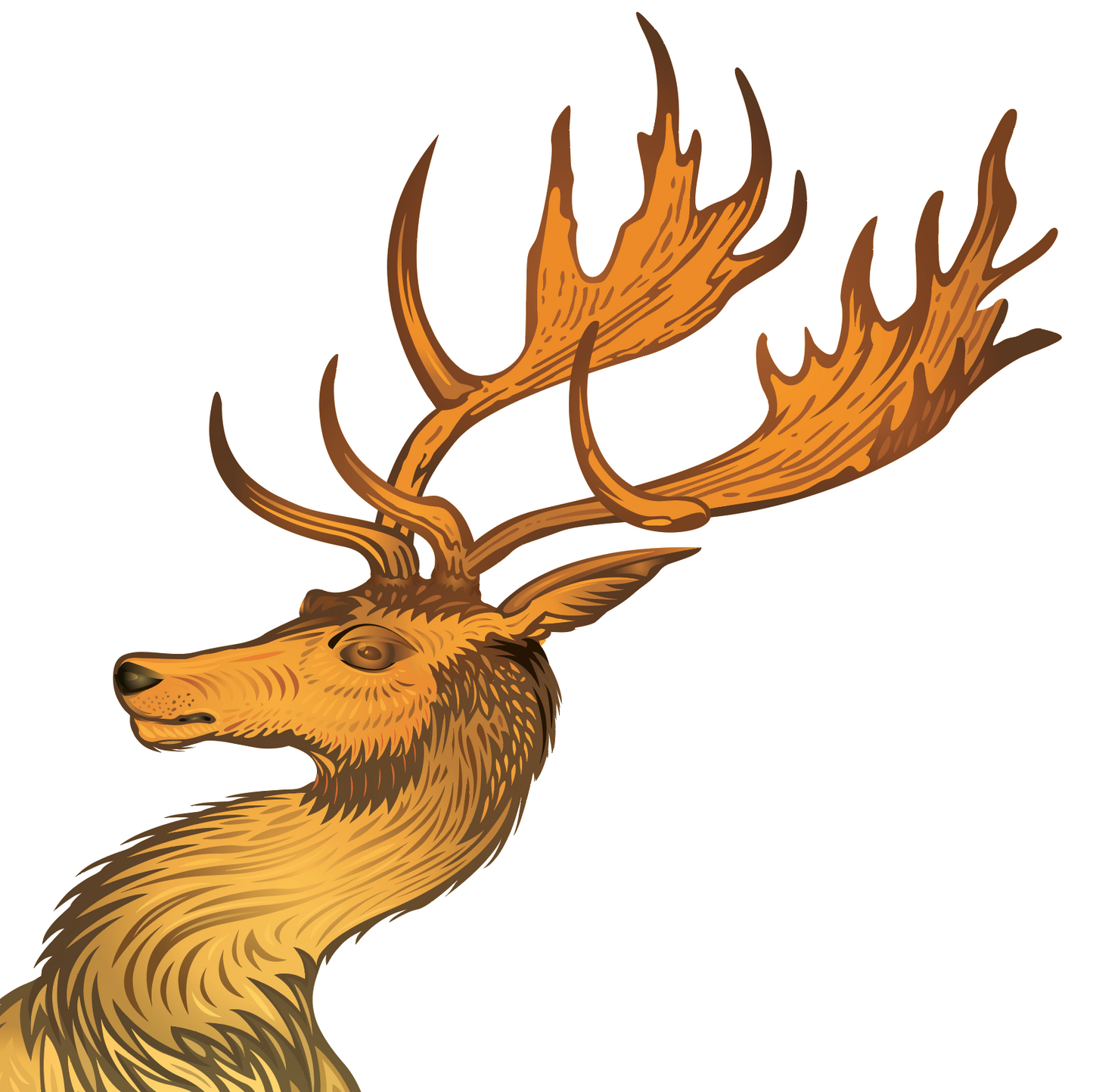 Detailed close up of Robinson Family Crest Illustration of a deer head with large antlers on a white background