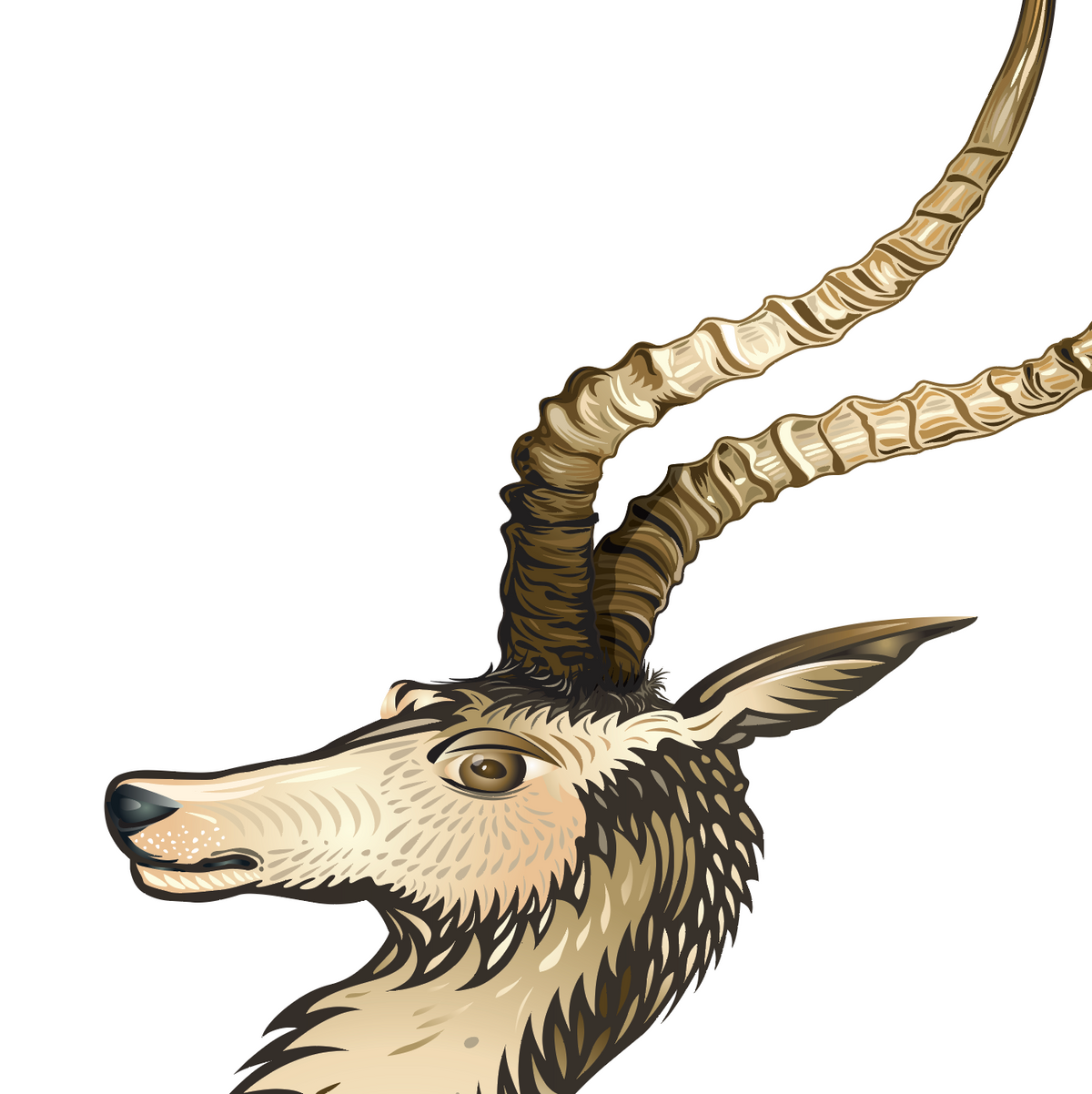 A closeup detail from the Weaver Family Crest of a antelope head with long curved horns, shown in profile on a plain white background.