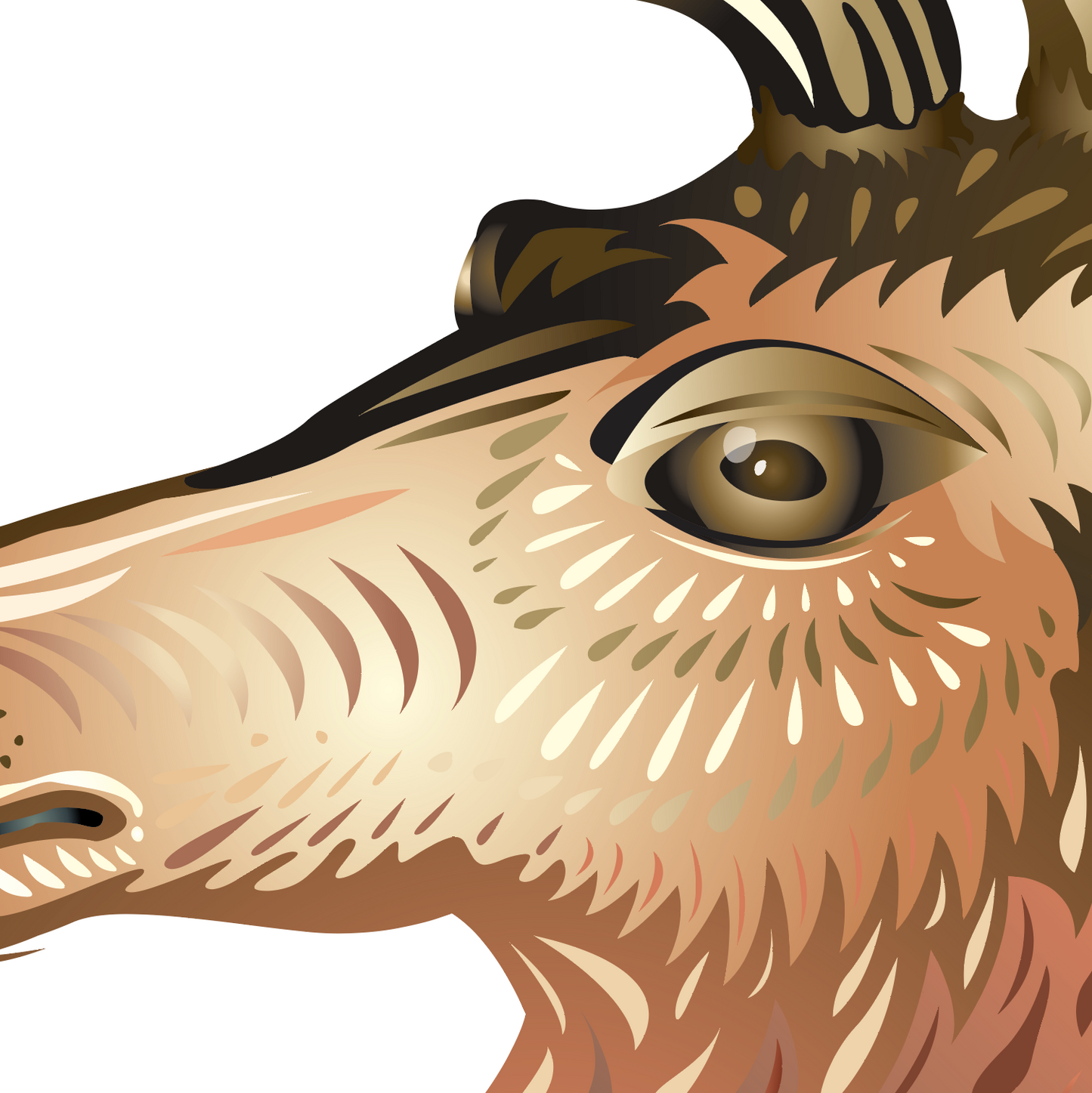 A close up of the a stags head showing the eye